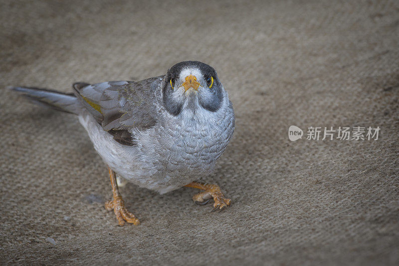 吵吵闹闹的小矿工(Manorina melanocephala)